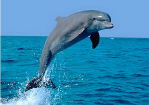Спасение черноморских дельфинов 