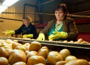 Весь картофель поступает потребителям тщательно перебранным и промытым