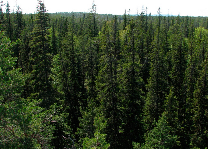 Ненарушенные хвойные вечнозелёные леса осуществляют медленную тягу начиная с самой ранней весны, что обеспечивает плавную смену сезонов и предотвращает погодные катаклизмы. Сохранение малонарушенных хвойных лесов Северо-Западного региона России крайне важно для климатической и водной безопасности всей страны