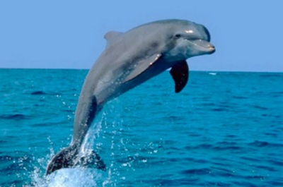 Спасение черноморских дельфинов